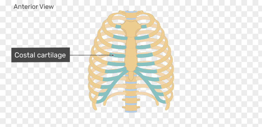 Rib Anatomy Cage Sternum Costal Cartilage PNG