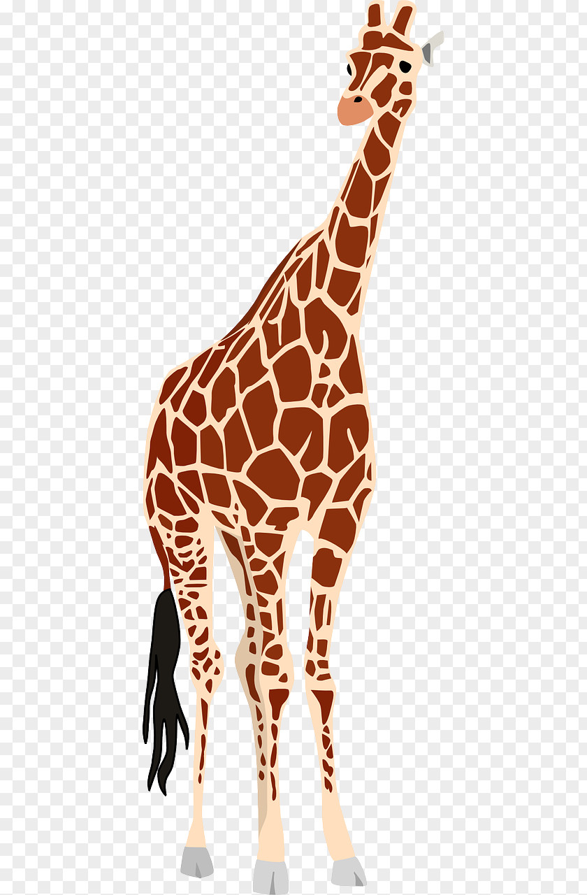 Tall Giraffe Clip Art PNG