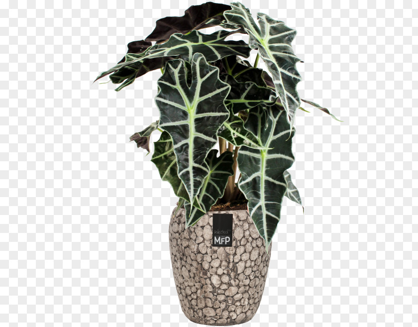 Alocasia Houseplant New Guinea Shield × Amazonica ARTPLANTS PNG