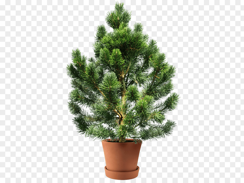 Cedrus Business Conifers White Fir Spruce Clip Art Tree PNG