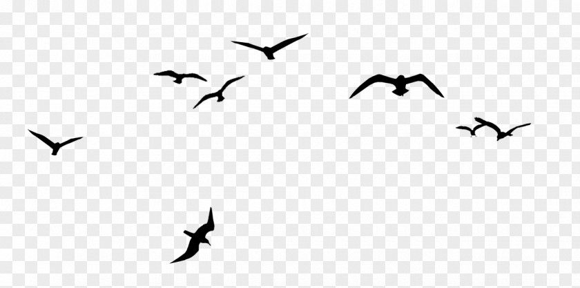 Creative Crows Bird Flock V Formation Clip Art PNG