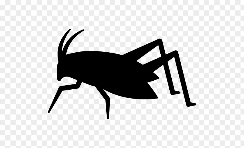 Grasshopper Insect Bed Bug PNG