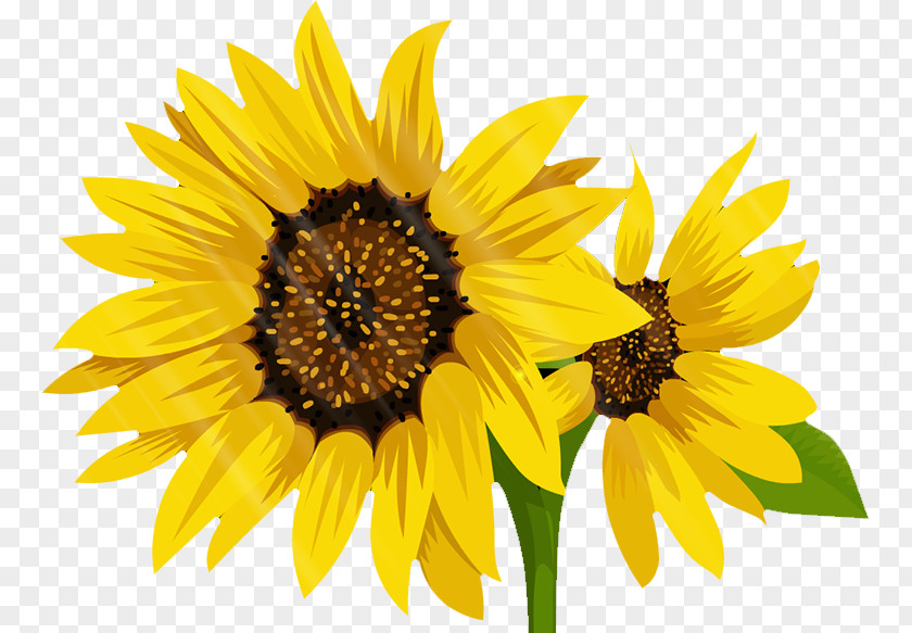 Sunflower Common Landscape Download PNG