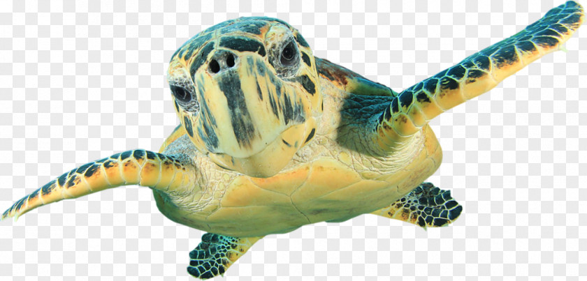 Turtle Hawksbill Sea Wall Decal Green PNG