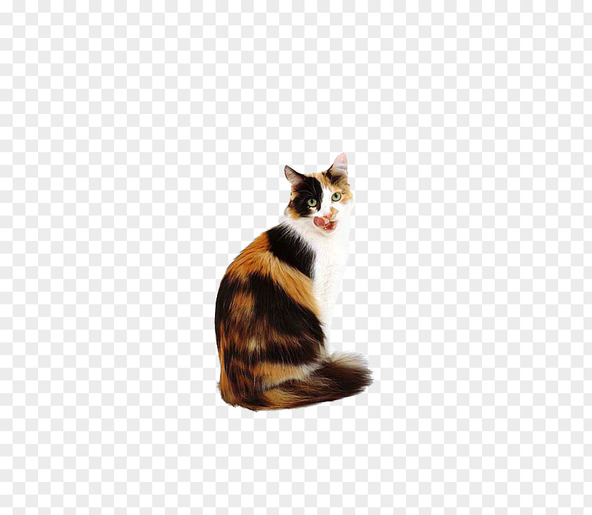 Cat Looking Back Calico Kitten Dog Popular Names PNG