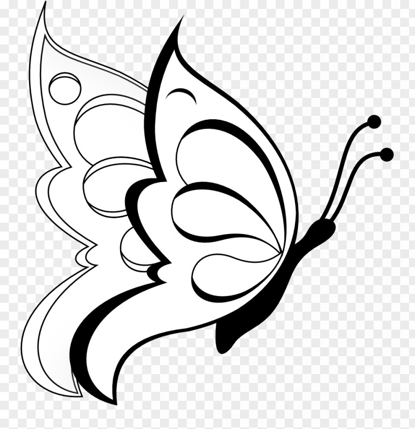 Kalash Butterfly Drawing Line Art Clip PNG