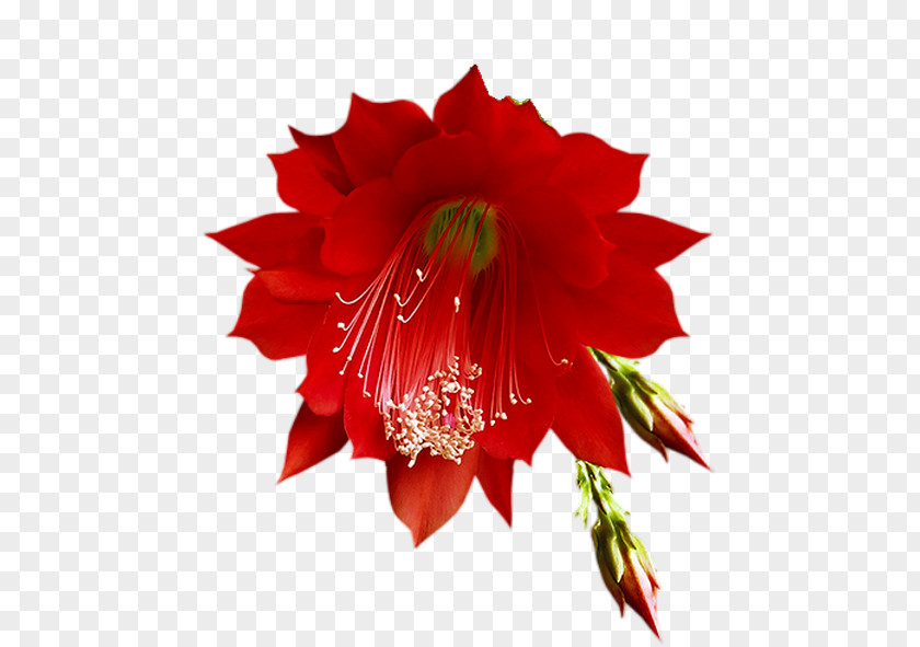 Orquideas Cut Flowers Red Floral Design PNG