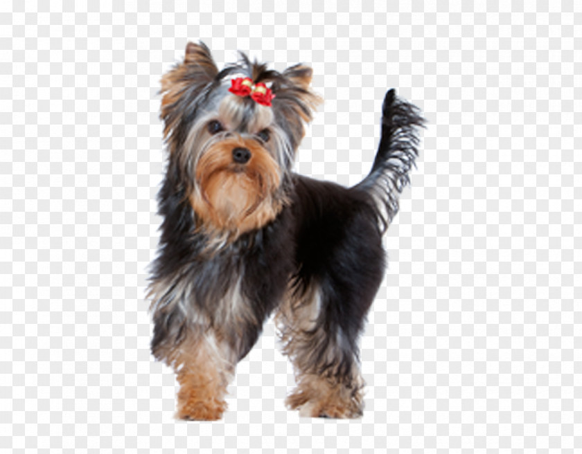 Puppy Yorkshire Terrier Australian Silky Morkie Companion Dog PNG