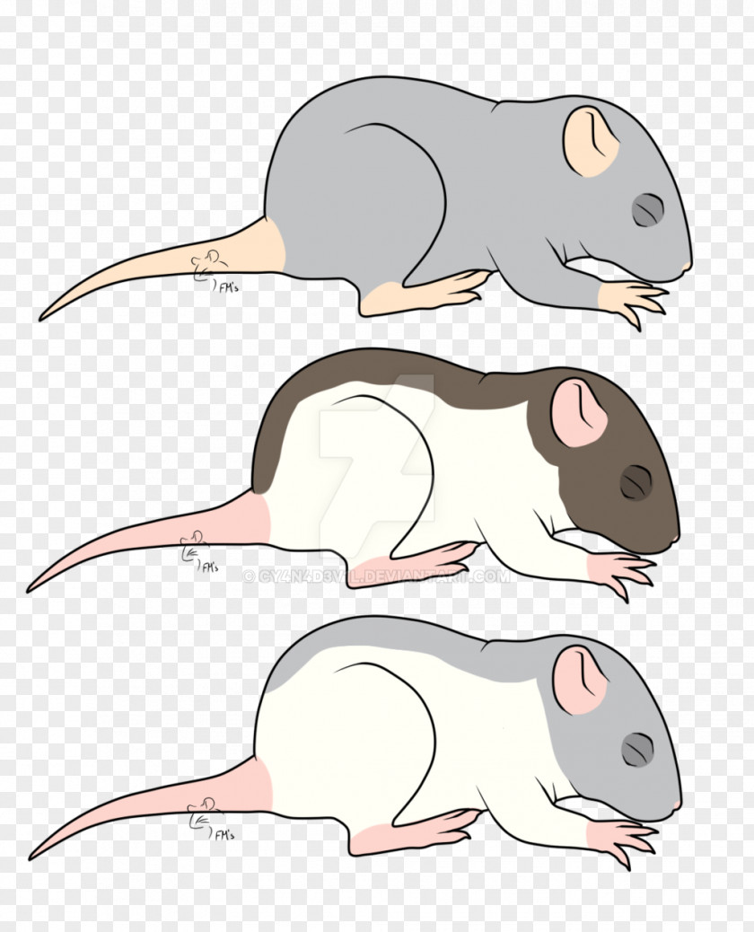 Rat Mouse Rodent Murids Animal PNG