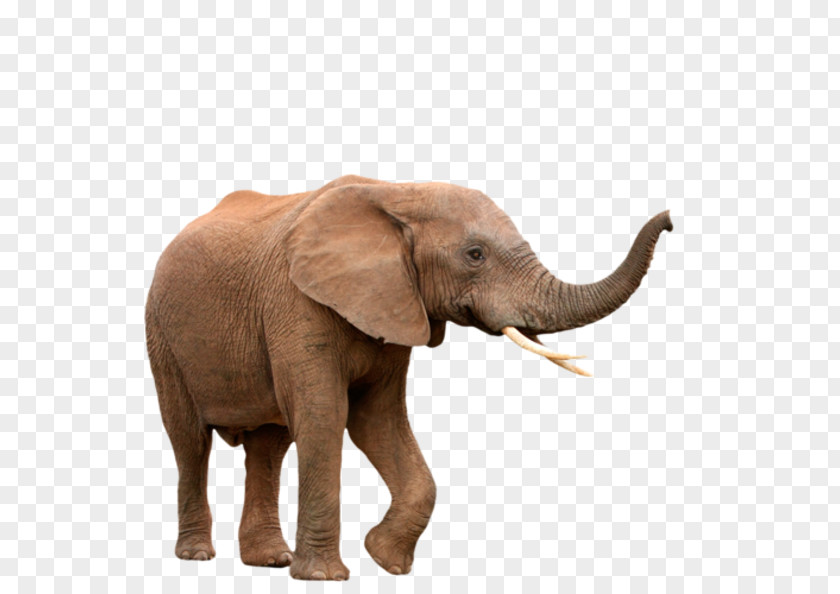 African Elephant Elephantidae Indian Clip Art PNG