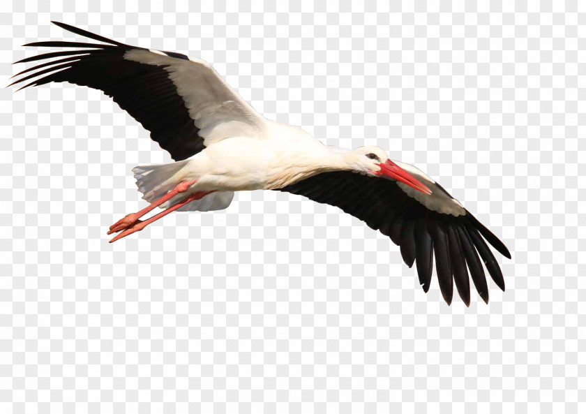 Bird White Stork Crane Beak PNG