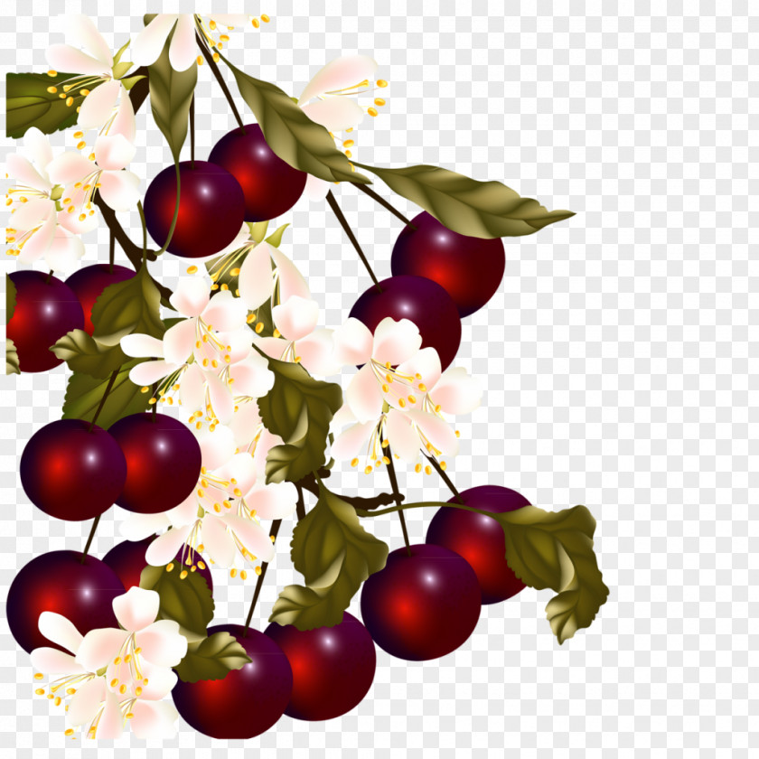 Cherry Cerasus Vecteur PNG