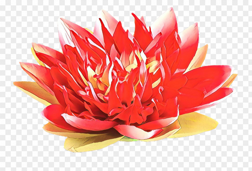 Dahlia Cut Flowers Lily Petal PNG