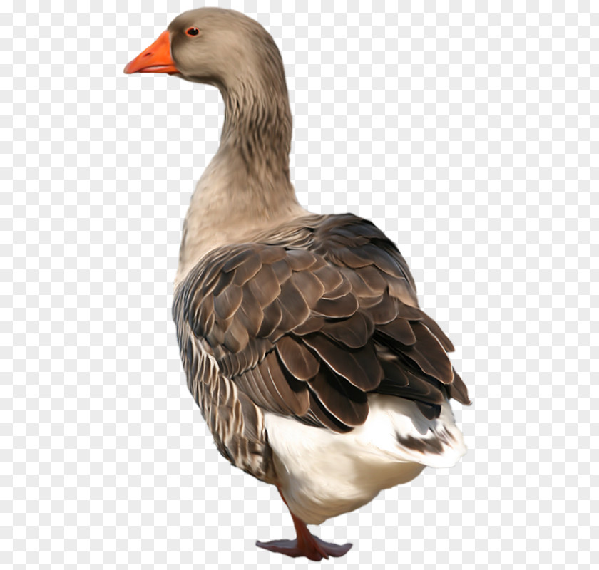 Duck Goose Grey Geese Bird PNG