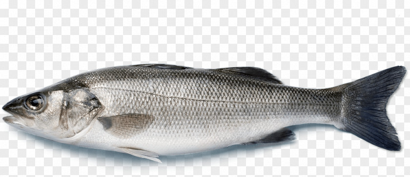 Fish European Bass Japanese Sea Striped PNG