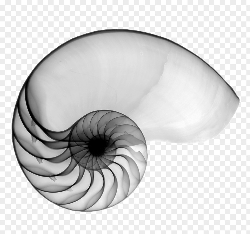 Molluscs Eye Golden Ratio PNG