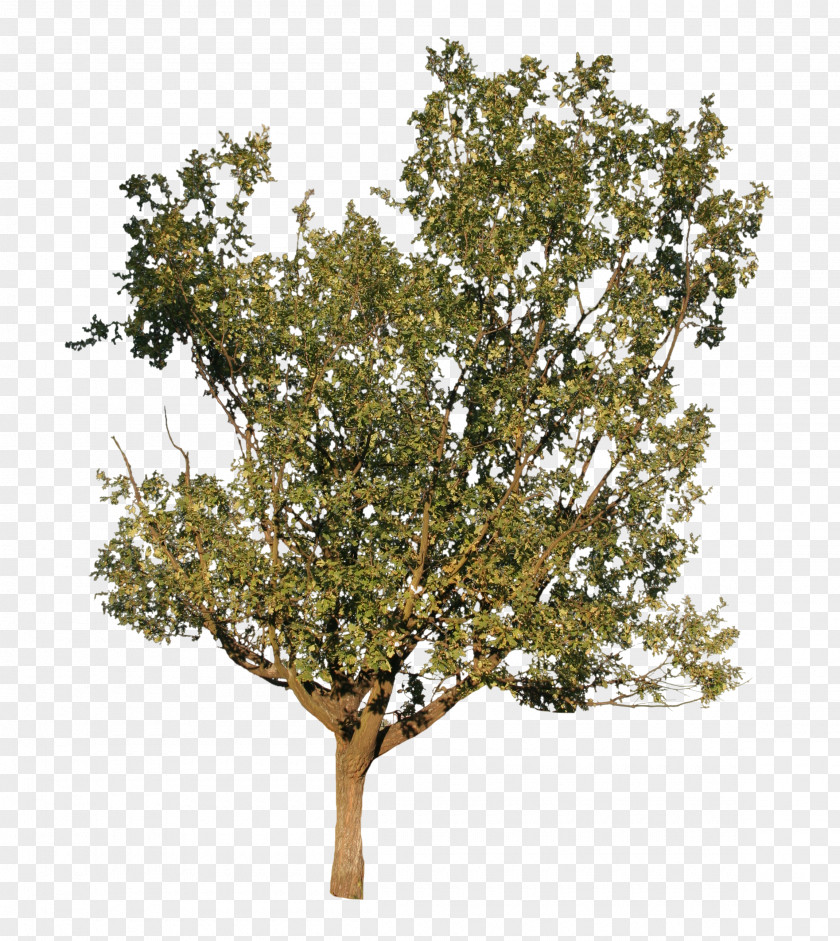 Oak Trees Twig Plane Shrub Tree Family PNG