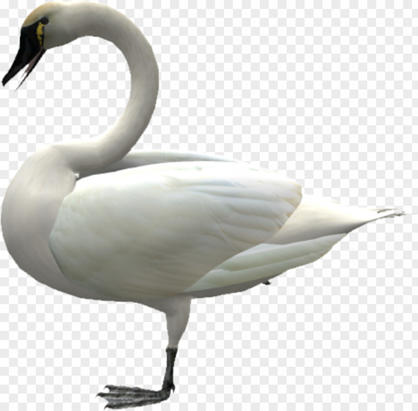 Standing Goose Cygnini Duck Painting PNG