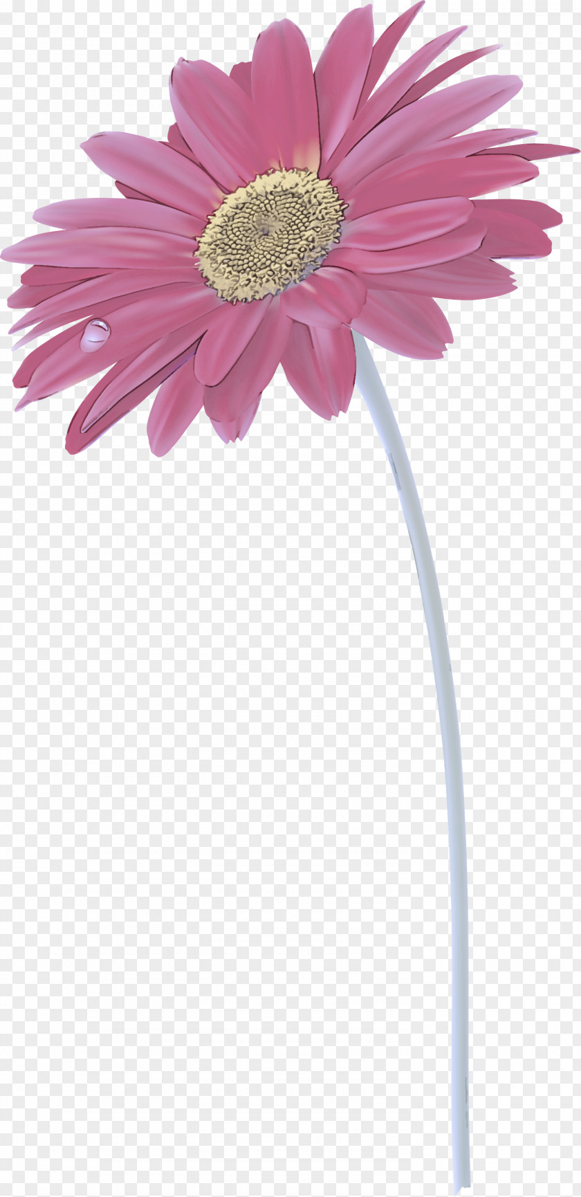 Transvaal Daisy Flower Vase Ornamental Plant Common PNG