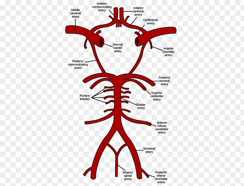 Brain Circle Of Willis Vertebral Artery Basilar PNG