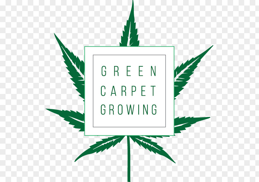 Cannabis Green Carpet Growing Cultivation West Coast Tours PNG