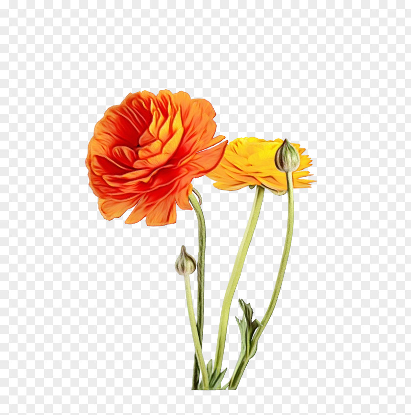 Pedicel Coquelicot Watercolor Flower Background PNG