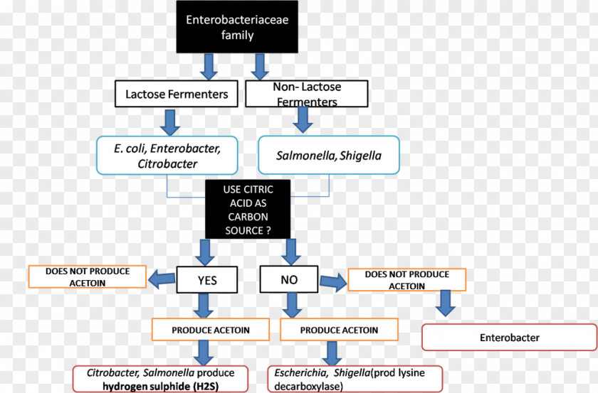 Ppt Chart Microbiology Oxidative/fermentation Glucose Test Bacillus Cereus Megaterium PNG