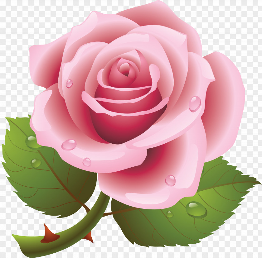 Baby Rose Desktop Wallpaper Clip Art PNG