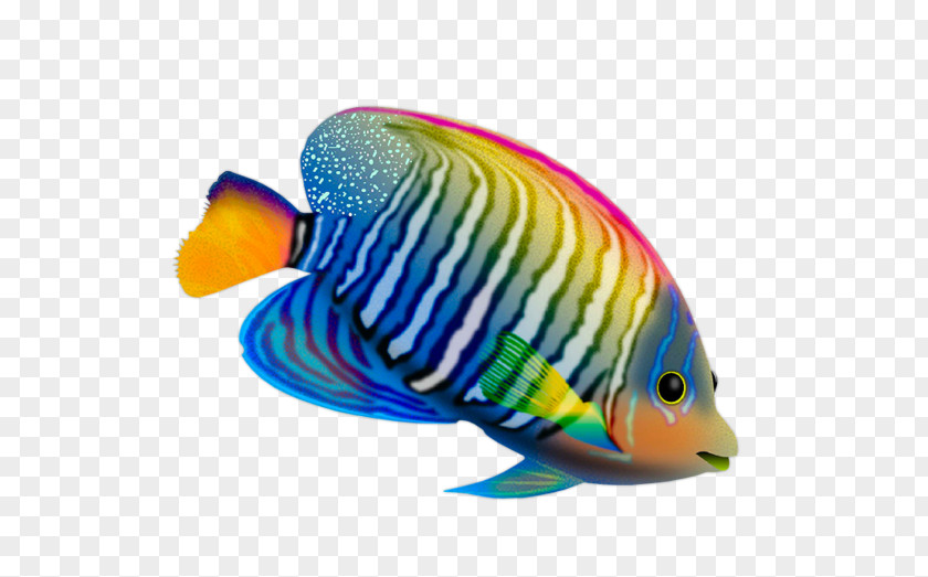 Color Fish Desktop Wallpaper Live Computer PNG