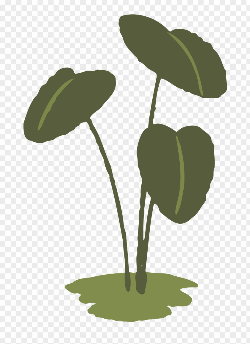 Leaf Plant Stem Flower Science PNG