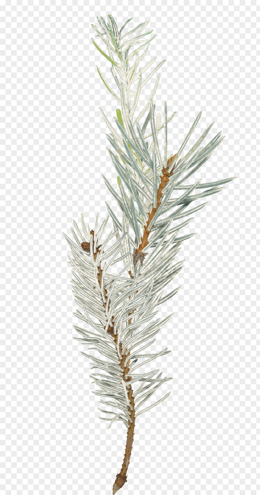 Pine Branches Buckle Free Photos Photography Blog Spruce Christmas PNG