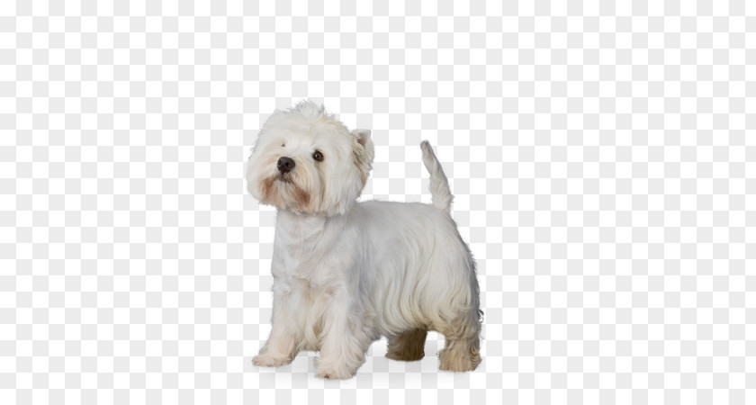 Puppy Maltese Dog West Highland White Terrier Dandie Dinmont Havanese Bolonka PNG