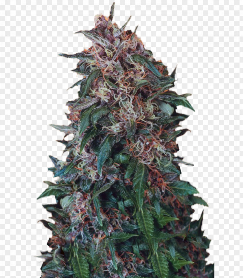 Cannabis Hindu Kush Autoflowering Seed PNG