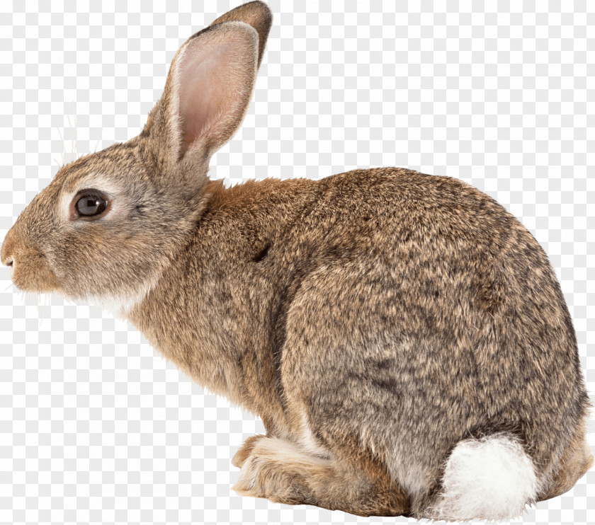 Funny Bunny Ears Black-tailed Jackrabbit White-tailed Deer Veterinarian Pet PNG