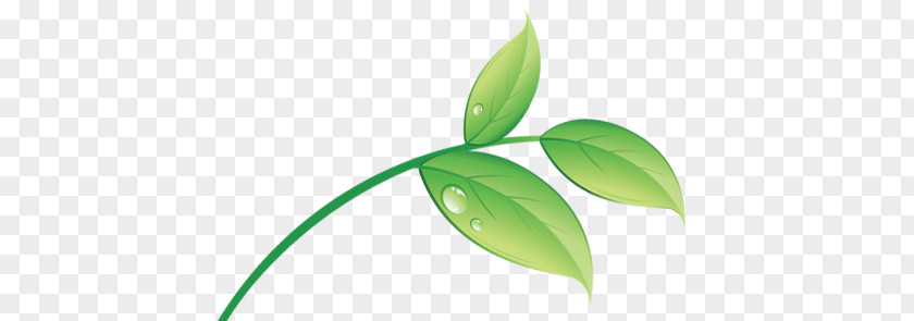 Leaf Clip Art PNG