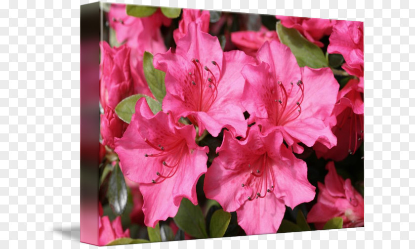 Rhododendron Azalea Four O'clocks Pink M Marvel-of-peru PNG