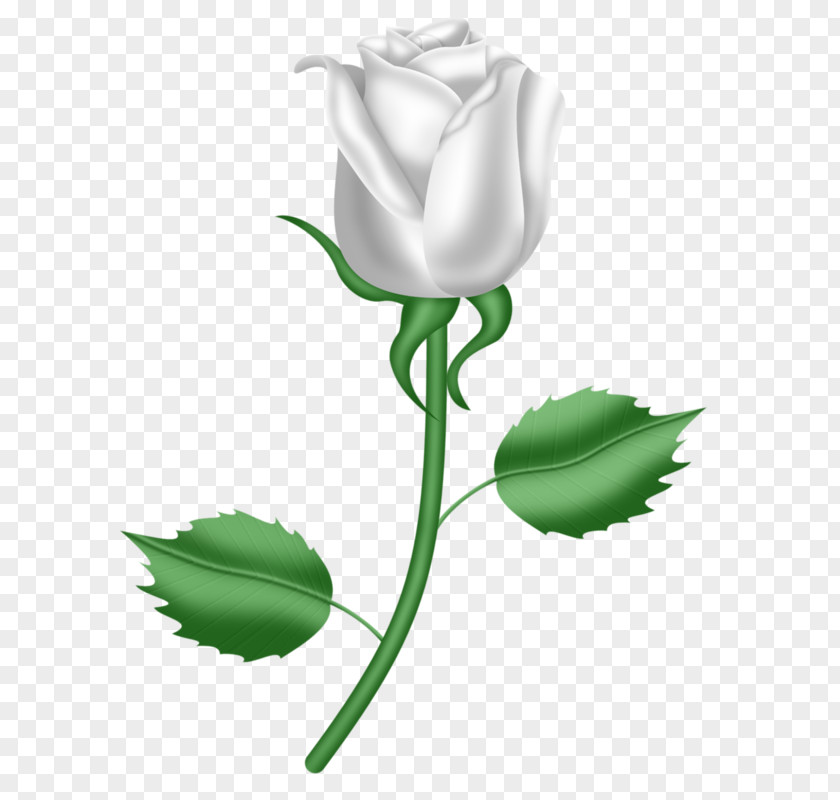 A White Rose Son Gift God Love Child PNG
