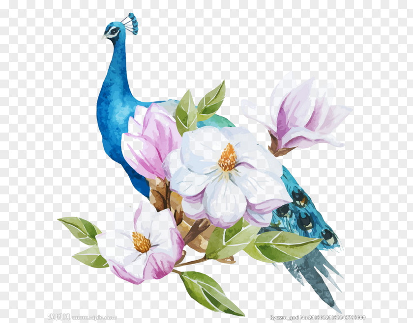 Blue Peacock PNG