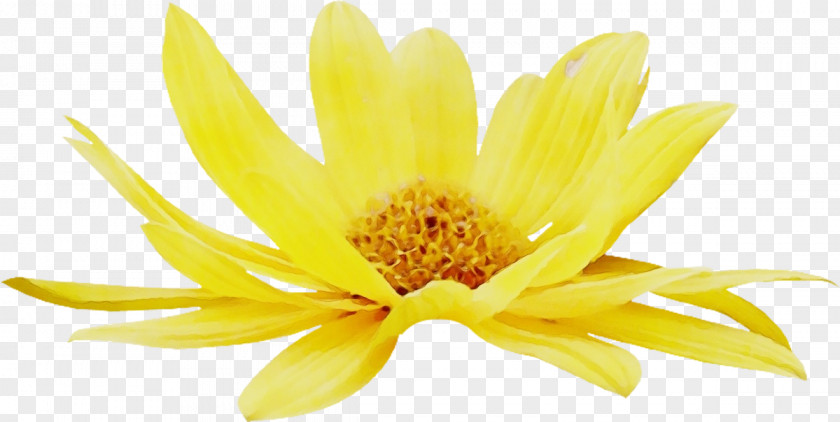 Chrysanthemum PNG