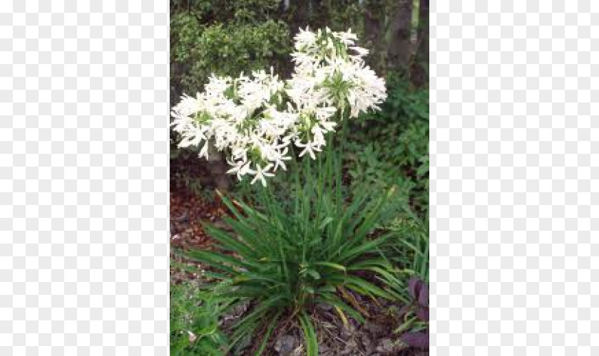 Dwarf Agapanthus Africanus Campanulatus Hardiness Plant Lilium PNG