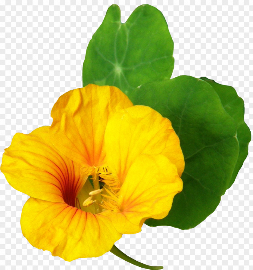 Flowers Flowering Plant Annual Petal PNG