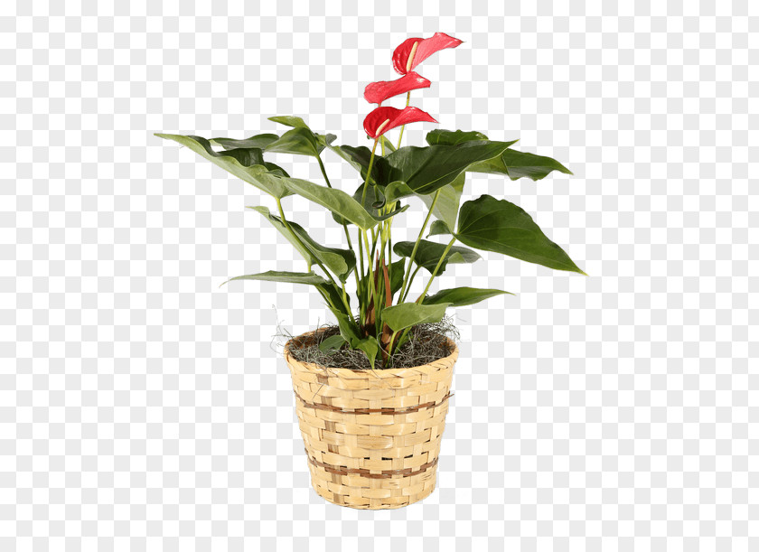 Plant Cut Flowers Laceleaf Flowerpot Houseplant PNG