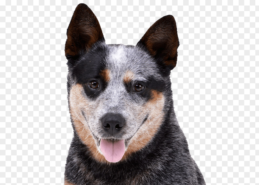 Teacup Dogs Agility Association Ormskirk Terrier Stumpy Tail Cattle Dog Australian Kelpie Rare Breed (dog) PNG