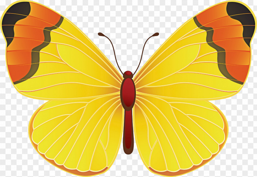 Butterflies Blog Yellow Cartoon Drawing PNG