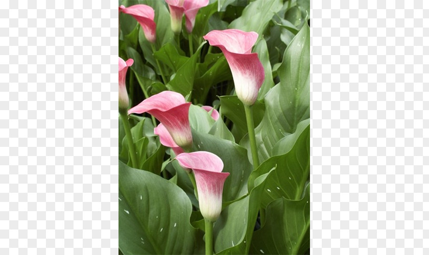 Callalily Cut Flowers Arum Lilies Plant PNG