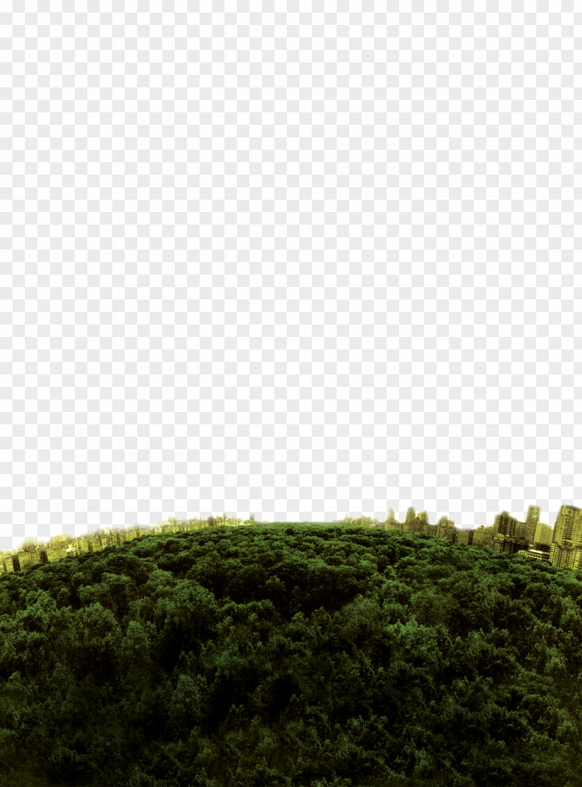 Deep Forest Top View Download Silhouette PNG