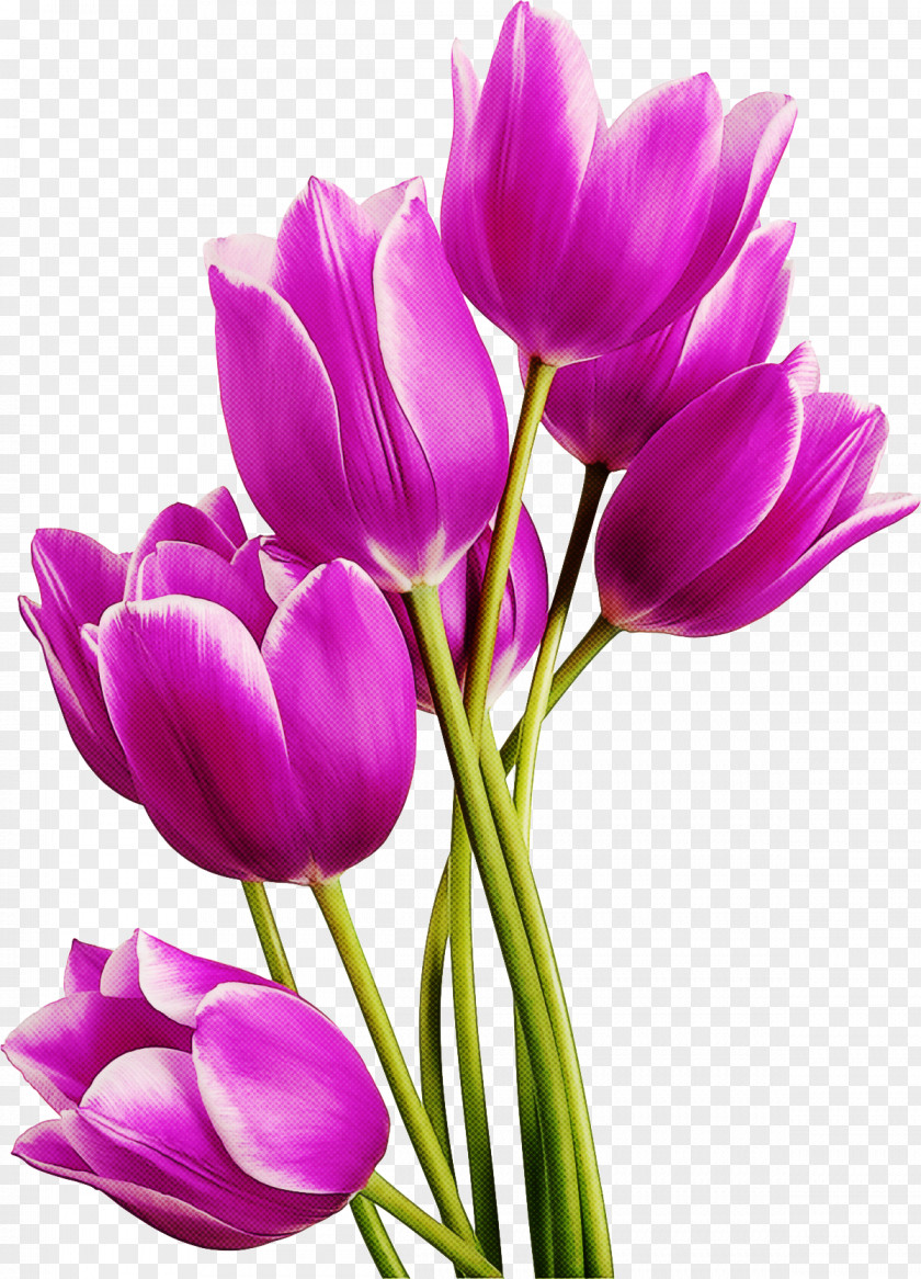 Flower Petal Purple Cut Flowers Plant PNG