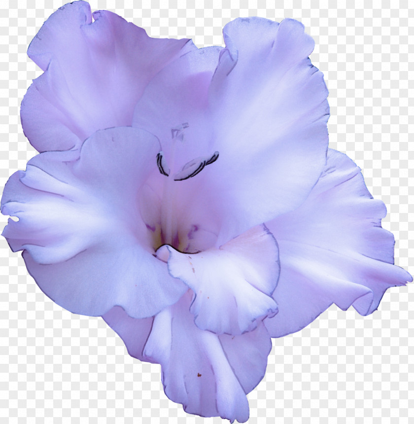 Flowering Plant Gladiolus Lavender PNG