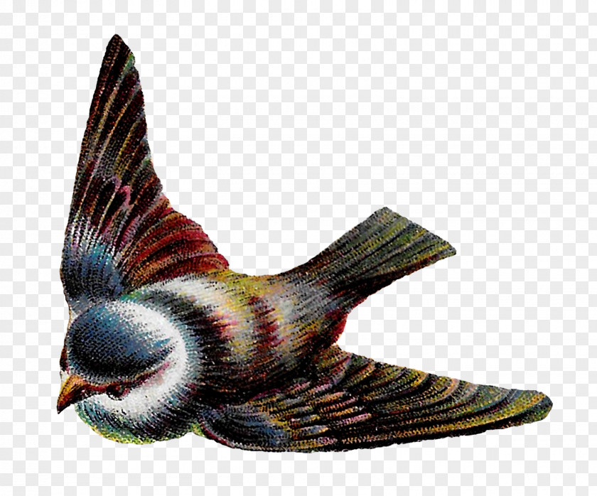 Flying Bird Nest Flight Feather Clip Art PNG