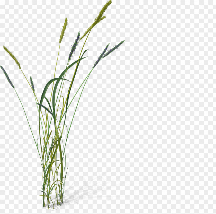 Foxtail PNG